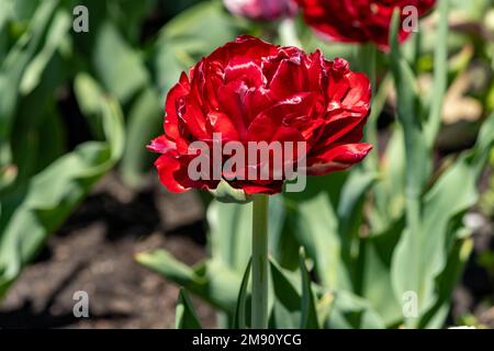 Une tulipe rouge avec des frills au printemps, gros plan Banque D'Images