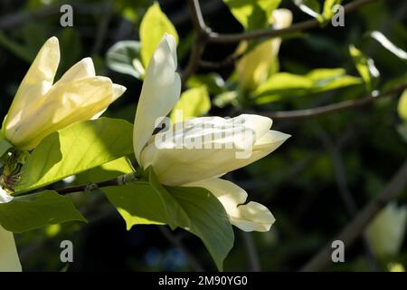 Magnifiques fleurs de magnolia, crème, au printemps Banque D'Images