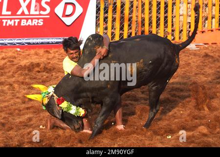 16 janvier 2023, Madurai, Tamil Nadu, Inde: Un participant tente de contrôler un taureau lors du festival annuel traditionnel de tuing de taureaux ''Jallikattu'' dans le village de Palamedu, à la périphérie de Madurai, à Tamilnadu. Jallikattu est un sport traditionnel de taureau tamoul qui a lieu pendant Pongal, un festival de récolte dans l'État indien de Tamil Nadu. (Credit image: © Sri Loganathan/ZUMA Press Wire) USAGE ÉDITORIAL SEULEMENT! Non destiné À un usage commercial ! Banque D'Images