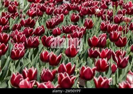 Rouge avec des tulipes à bout blanc, tulipes du Canada, au printemps Banque D'Images