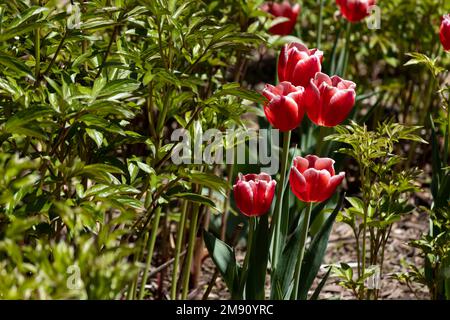 Une rangée de tulipes rouges décorent le jardin au printemps Banque D'Images