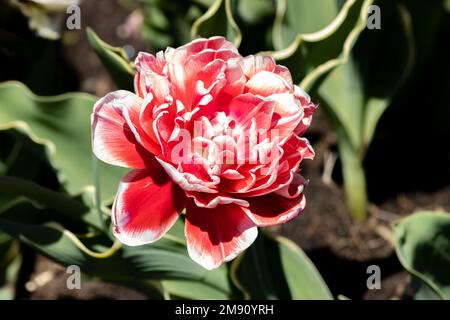 Une tulipe de couleur rose et en forme de rose Banque D'Images