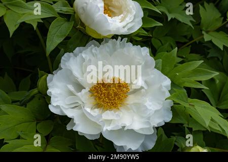 Une grande fleur blanche d'un arbre de pivoine. Banque D'Images