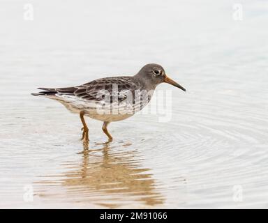 Purple Sandpiper, Calidris maritima se nourrissant sur la plage de Bamburgh, Northumberland, Royaume-Uni. Banque D'Images