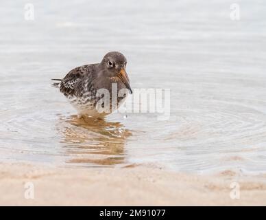 Purple Sandpiper, Calidris maritima se nourrissant sur la plage de Bamburgh, Northumberland, Royaume-Uni. Banque D'Images