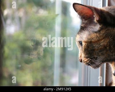 chat tabby regardant à l'extérieur de la fenêtre Banque D'Images