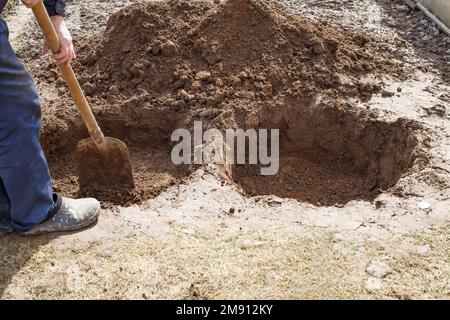 homme creusant un trou pour planter un arbre fruitier dans le jardin. Banque D'Images
