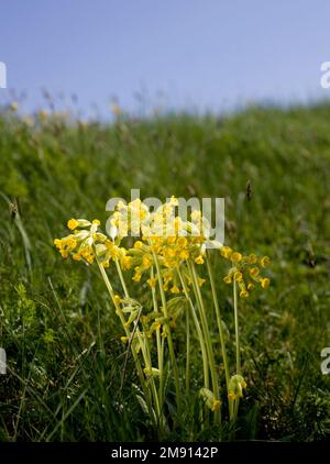 Primula veris, le cowslip, le cowslip commun, ou primrose de cowslip (syn. Primula officinalis Hill), est une plante herbacée à fleurs vivaces de la famille des primevères Primulacées. Banque D'Images