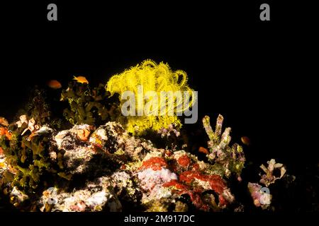 Les crinoïdes sont des animaux marins de la classe des CrinoIdea, sont communément appelés nénuphars de mer, tandis que les formes non tachées sont appelées étoiles de plumes ou comatulidés Banque D'Images