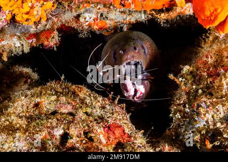 L'anguille de Moray avec la mâchoire blessée est nettoyée par des crevettes Banded Cleaner Banque D'Images