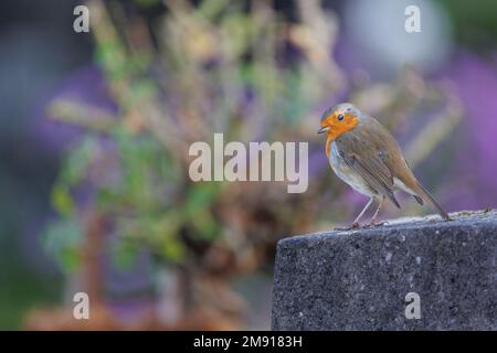 Un cliché peu profond de l'adorable robin européen perché sur un rocher dans le jardin Banque D'Images