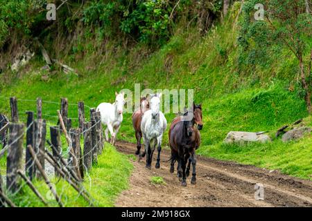 chevaux qui tournent sur une route de terre Banque D'Images