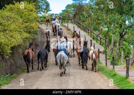 un conducteur conduit un troupeau de chevaux le long d'une route de terre Banque D'Images