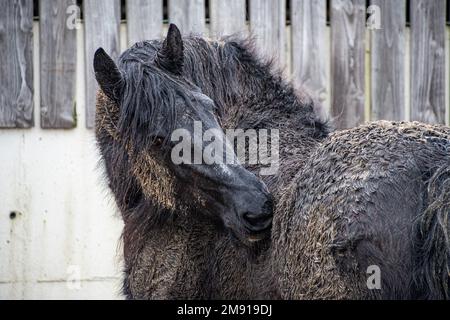 Chevaux sales cheval de Frise couvert de boue Banque D'Images