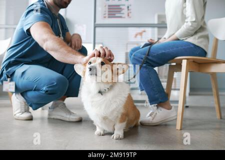 Mignon doux gallois pembroke corgi chien appréciant cuddle du docteur vétérinaire assis sur des squats devant le propriétaire d'animal et la consultant dans les cliniques Banque D'Images