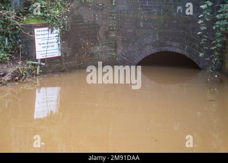 Rochford Reservoir, Rochford, Essex, Royaume-Uni. 16th janvier 2023. Un phoque isolé a trouvé son chemin de la mer du Nord à travers la rivière Roach (pic) vers un lac d'eau douce. Il vit des stocks de poissons avec lesquels le lac a été peuplé, ce qui a soulevé des inquiétudes chez les pêcheurs locaux. Premier aperçu à la mi-décembre, le conseil, l’Agence de l’environnement, les plongeurs et l’équipe de la faune du gendarme d’Essex discutent de la façon d’enlever le phoque et du ramener à la nature. Le réservoir appartient au Conseil de Rochford, mais il est autorisé à Marks Hall Fisheries pour gérer les stocks de pêche à la ligne et de poissons Banque D'Images