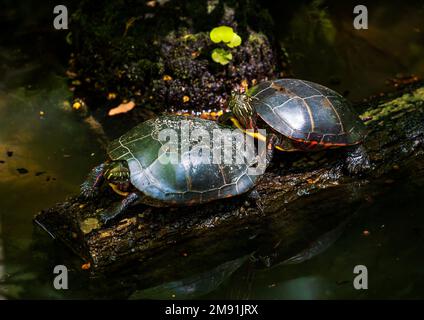 Un gros plan de deux tortues peintes de l'est, Chrysemys picta picta, capturées sur un tronc de bois dans l'eau Banque D'Images