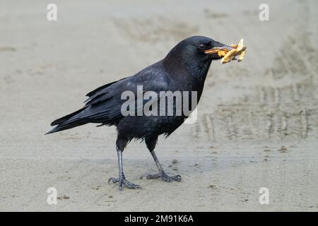 Un corbeau américain tient une bouchée de frites dans son addition après que certains membres de la plage ont partagé leur déjeuner avec elle à Ocean Shores, Washington. Banque D'Images