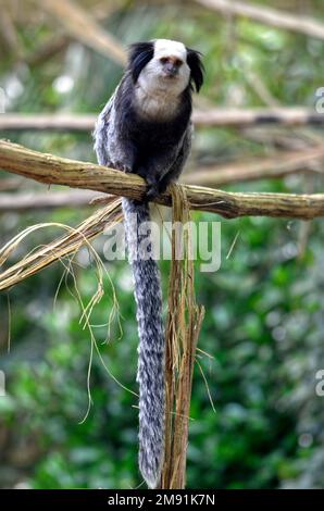 Marmoset à tête blanche (Callithix geoffroyi), également connu sous le nom de marmoset à oreilles touffrées, marmoset de Geoffroy ou marmoset de Geoffrey, perché sur le liana Banque D'Images