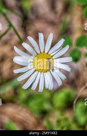 Petite abeille sur une Marguerite sauvage Banque D'Images