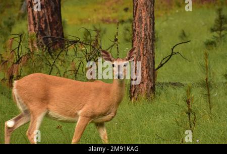 Belle vue sur le visage d'un cerf errant dans la nature. Banque D'Images