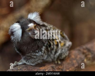 Le marmoset commun (Callithix jacchus), également appelé marmoset touffeté blanc ou marmoset touffeté blanc, est un singe du Nouveau monde assis sur la branche Banque D'Images