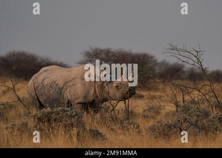 Black Rhinoceros (Diceros bicornis) navigation sur les buissons dans le parc national d'Etosha, Namibie Banque D'Images