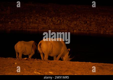 Black Rhinoceros (Diceros bicornis) dans un trou d'eau du parc national d'Etosha, en Namibie Banque D'Images