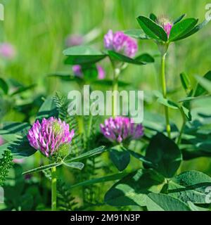Trèfle rouge à fleurs, Trifolium pratense, gros plan Banque D'Images