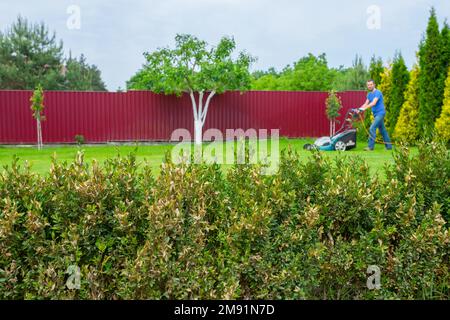 Le jardinier avec une tondeuse dans le jardin, coupe l'herbe Banque D'Images