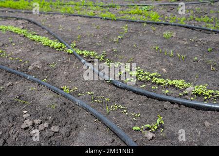 Petites plantes vertes poussant dans le sol. Système d'irrigation Banque D'Images