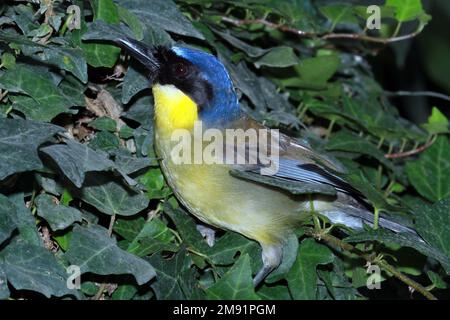 Grive à couronne bleue (Pterorhinus courtoisi) Banque D'Images