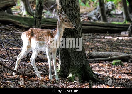 Un adorable jeune cerf perse cache derrière un tronc d'arbre dans une forêt Banque D'Images