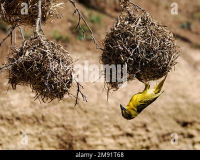 Village masculin Weaver (Ploceus cucullatus) la tête vers le bas sur son nid Banque D'Images