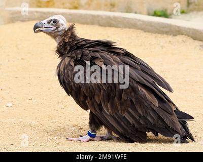 Vautour de Cineregypus (Aegypius monachus) sur sol sablonneux et vu de profil Banque D'Images