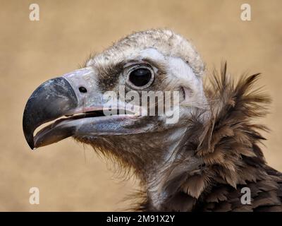 Portrait de la vautour cinéreuse (Aegypius monachus) vu du profil Banque D'Images