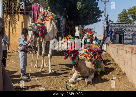 GHARB SEHEIL, EGYPTE: 22 FÉVR. 2019: Chameaux dans le village nubien Gharb Seheil, Egypte Banque D'Images