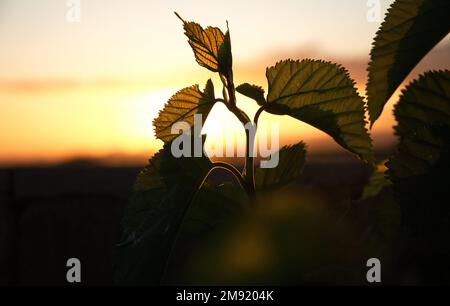 De belles feuilles de mûrier silhouetées contre le soleil d'or en Afrique du Sud Banque D'Images