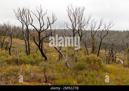 Photographie d'arbres dans une grande vallée qui se remet d'un feu de brousse violent dans les Blue Mountains en Nouvelle-Galles du Sud en Australie Banque D'Images