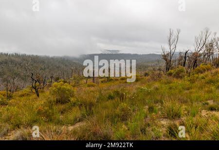 Photographie d'arbres dans une grande vallée qui se remet d'un feu de brousse violent dans les Blue Mountains en Nouvelle-Galles du Sud en Australie Banque D'Images