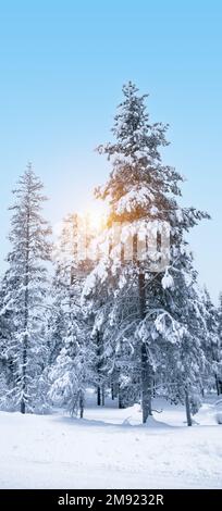 Paysage d'hiver avec arbres enneigés en Laponie finlandaise. Banque D'Images
