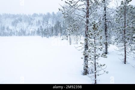 Paysage d'hiver avec arbres enneigés au lac Inari, Finlande, Laponie. Banque D'Images