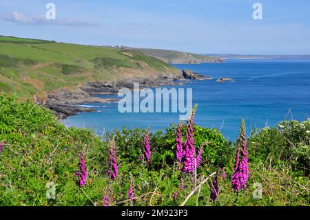 Foxgloves' Digitalis purpurea' sur le sentier côtier surplombant les sables de Kennebiggy vers PRAA Sands et Rinsey dirigez-vous à Cornwall au cours d'un été lumineux et ensoleillé d Banque D'Images