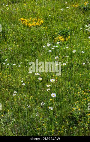Herbe, prairie, fleurs de champ, fleurs sauvages dans un champ, arrière-plan de la nature Banque D'Images
