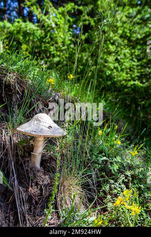 Champignon blanc sur une glade verte herbacée, prairie, fleurs sauvages dans un champ, fond de nature Banque D'Images