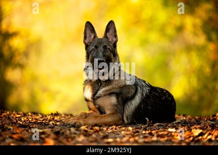Berger allemand posé sur les feuilles d'automne Banque D'Images