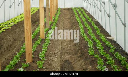 Épinards plantation de plantules serre folio Spinacia oleracea légume jardinier cultivateur rangées plantules fraîches, laitue verte Lactuca sativa croissance fres Banque D'Images