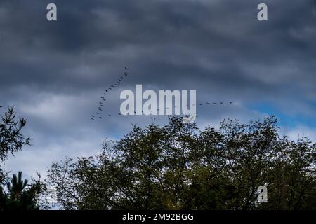 Photo sous angle de cormorans volant dans un modèle au-dessus d'une forêt Banque D'Images