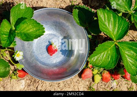 Jardin rempli de fraises biologiques mûres. Banque D'Images