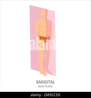 Plan d'acquisition sagittal pour le diagramme de position d'orientation de la sonde Illustration de Vecteur